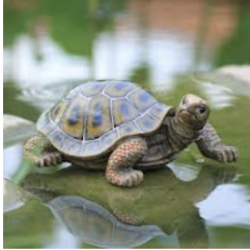Celebrating World Turtle Day - May 23rd